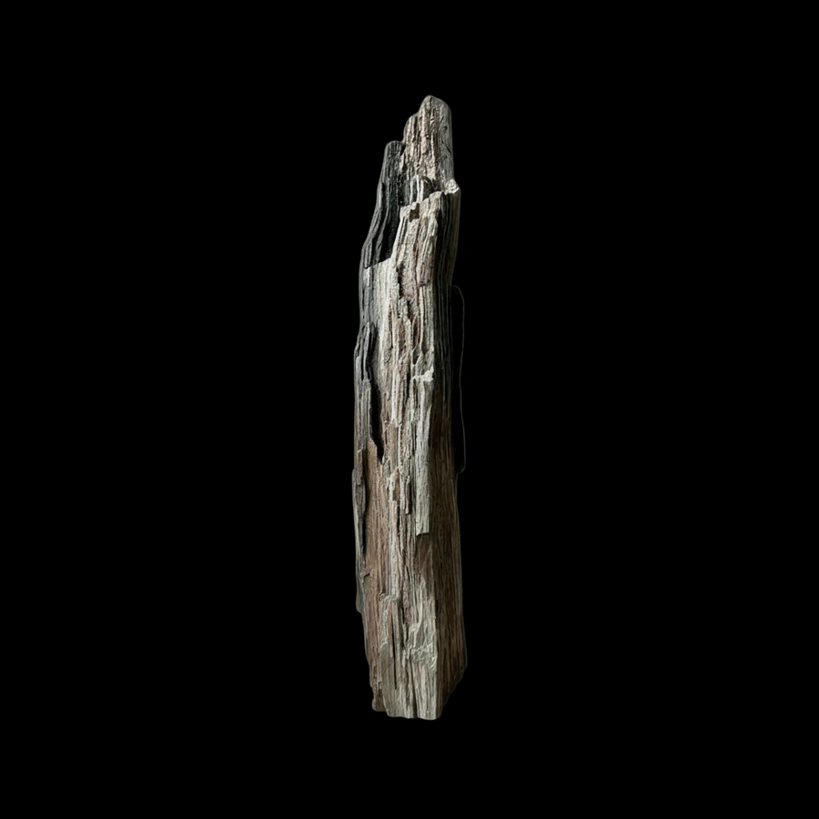 Permineralized Wood
